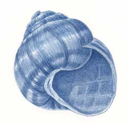 250x244 monochromatic drawing sketching for the love of nature - Monochromatic Drawing