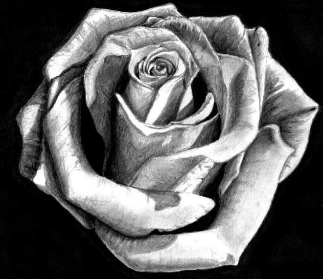 660x571 beautiful flower drawings and realistic color pencil drawings - Monochrome Drawing