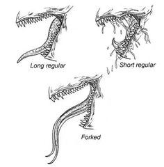 236x240 best teeth drawing images in drawing techniques, drawing - Monster Teeth Drawing