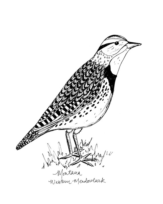 570x713 montana state bird art print meadowlark art print black etsy - Montana Drawing