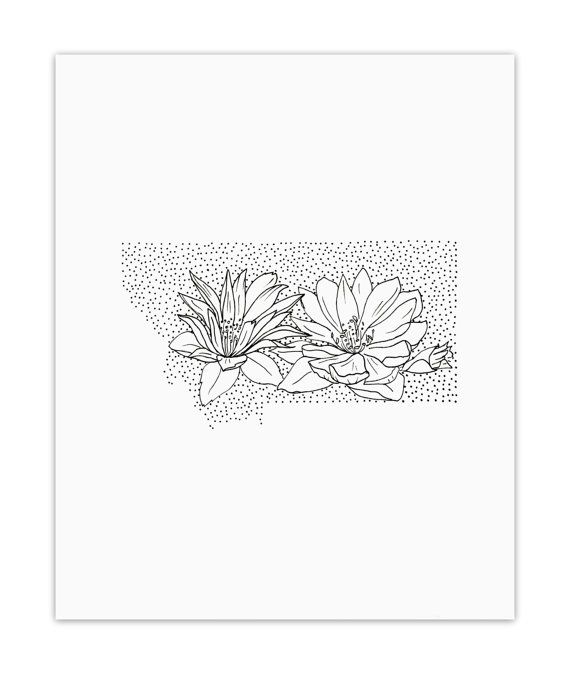 570x676 montanagt bitterrootgt state flower drawinggt giclee print +++cards - Montana Drawing