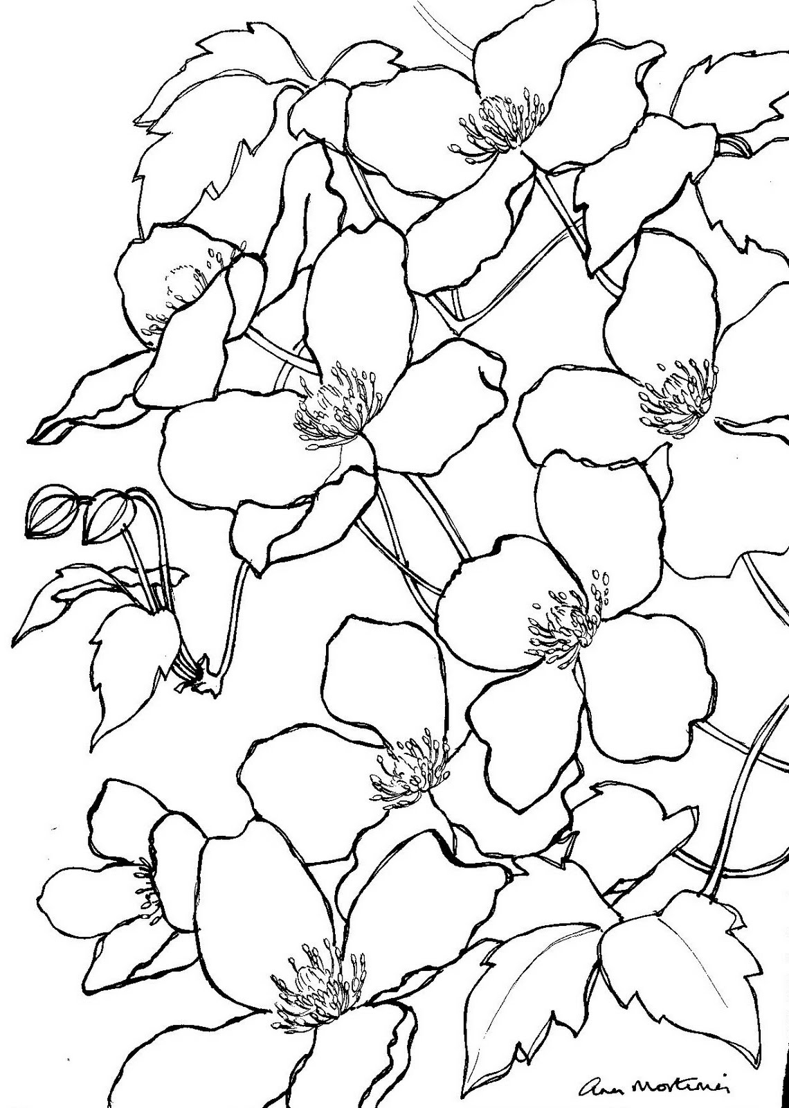 1140x1600 clematis montana drawing ann mortimer art - Montana Drawing
