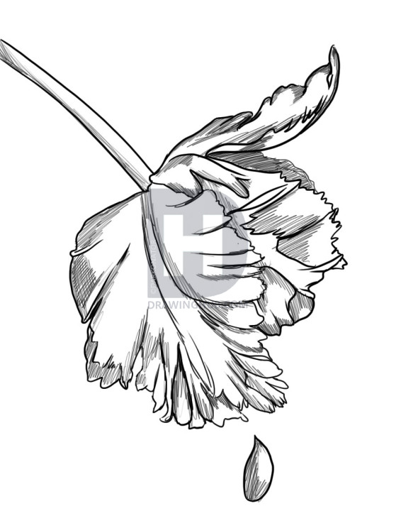 566x720 How To Draw New Moon Cover, Step - Moon Flower Drawing