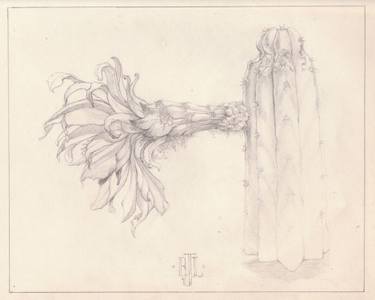 375x300 Moon Flower', Study - Moon Flower Drawing