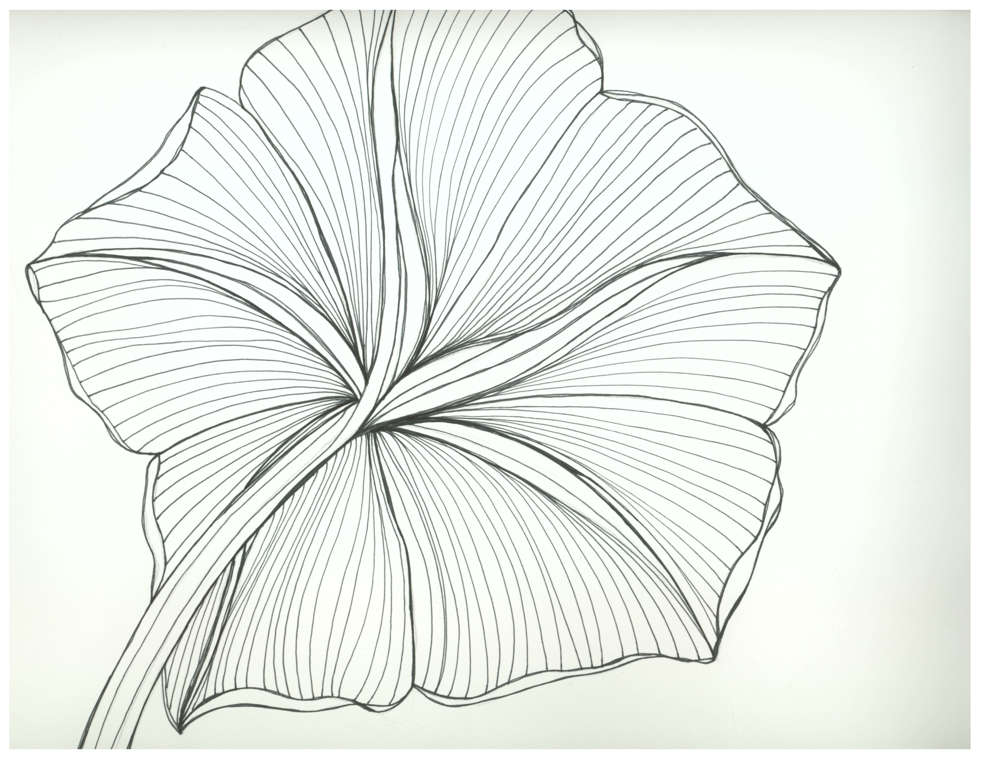 Moon Flower Drawing at Explore collection of Moon