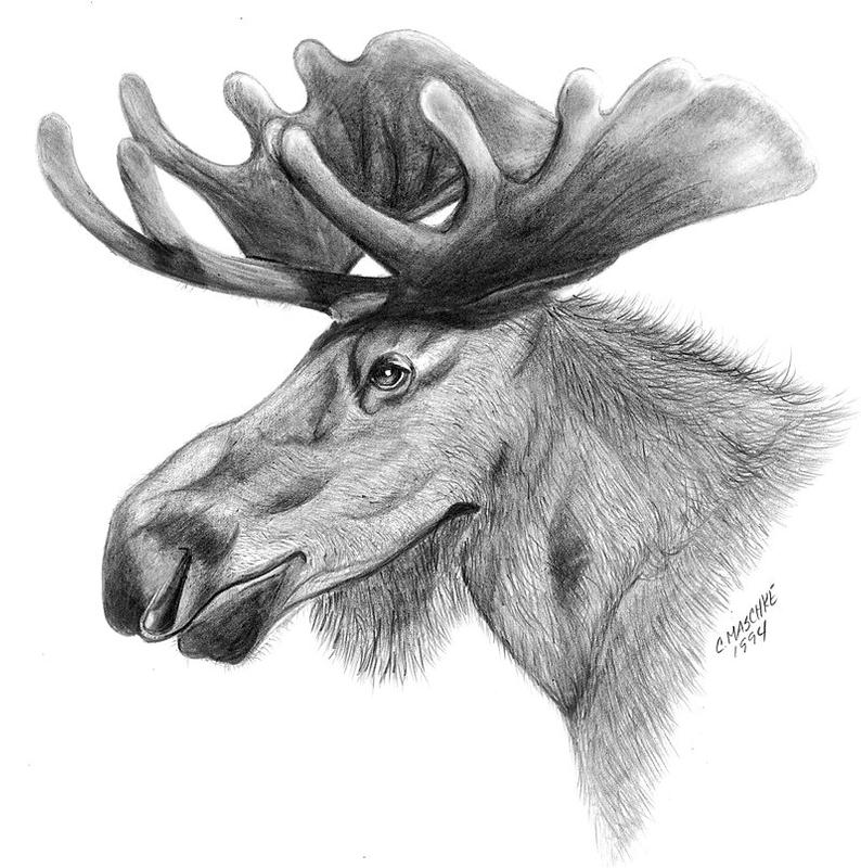 Moose Antlers Drawing at Explore collection of