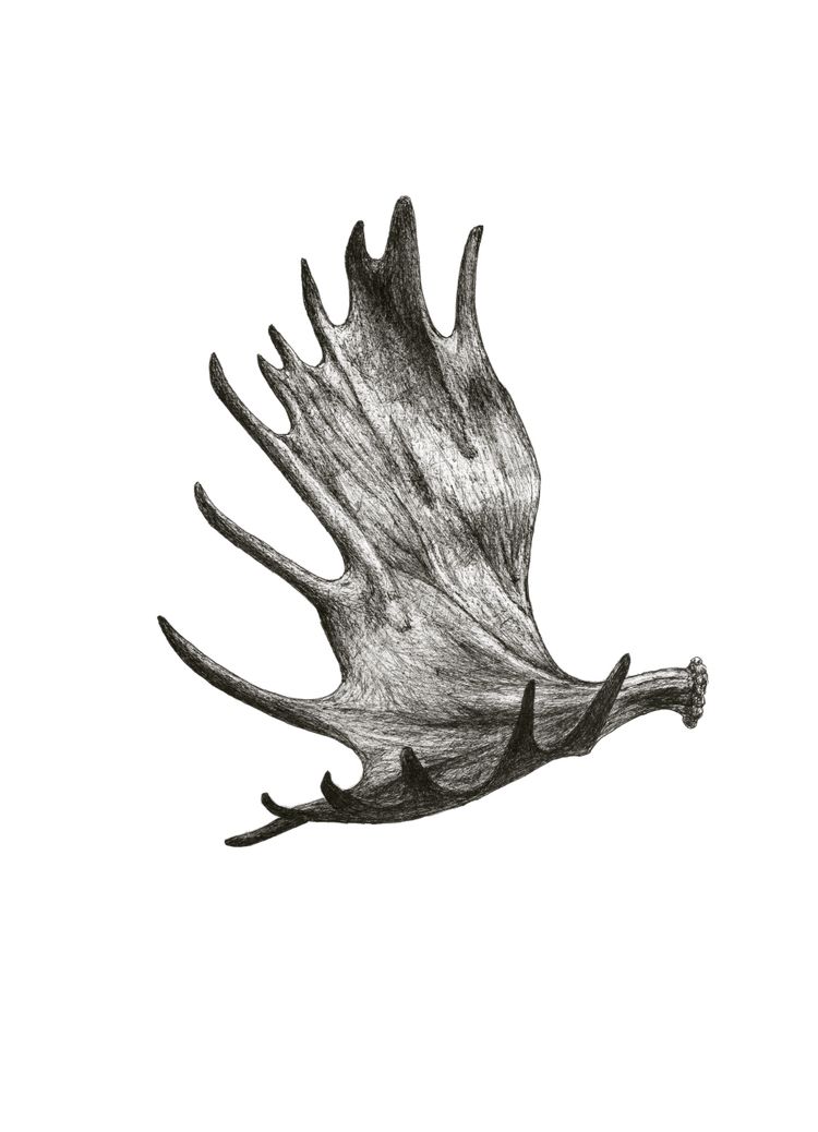 750x1038 moose antler tattoo antler tattoos, moose tattoo, hunting tattoos - Moose Antlers Drawing