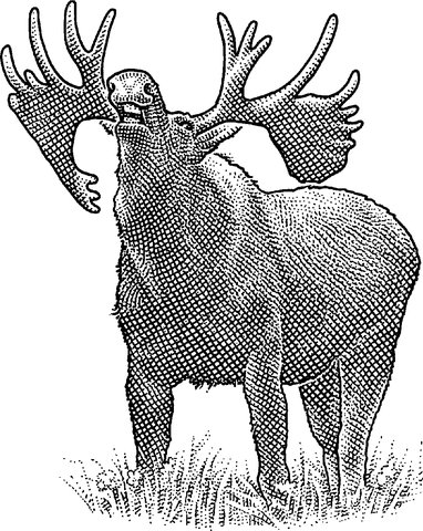 382x480 moose antler drawing - Moose Antlers Drawing