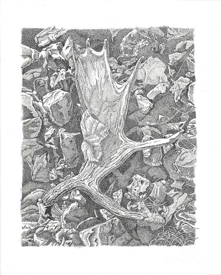 722x900 moose antler shed drawing - Moose Antlers Drawing