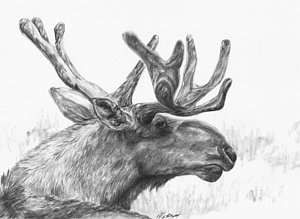 300x219 moose antlers drawings fine art america - Moose Antlers Drawing