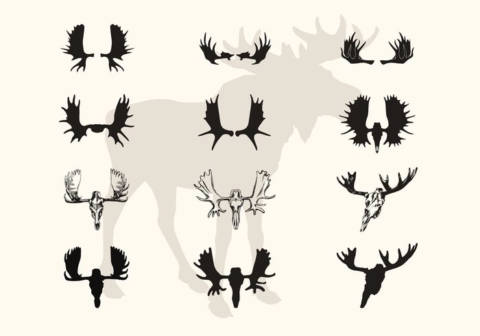 700x490 moose horns and skull vector silhouettes - Moose Antlers Drawing