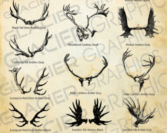 340x270 moose antler etsy - Moose Antlers Drawing