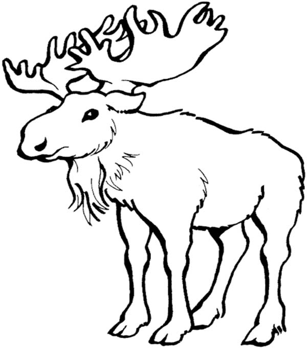 600x683 moose pictures to print moose antlers drawing - Moose Antlers Drawing