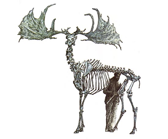 550x456 of deer, elk and moose antlers mother earth news - Moose Antlers Drawing