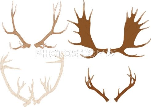 491x349 stock illustrations four hand drawn antlers, from elk, moose - Moose Antlers Drawing