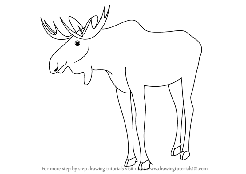 800x566 Learn How To Draw A Moose - Moose Drawing