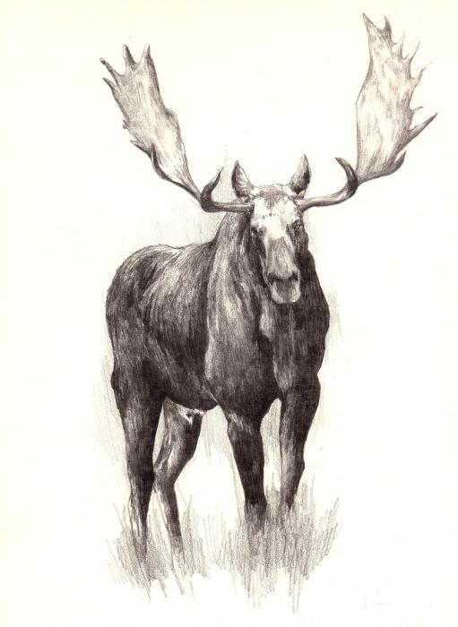 Moose Drawing at PaintingValley.com | Explore collection of Moose Drawing