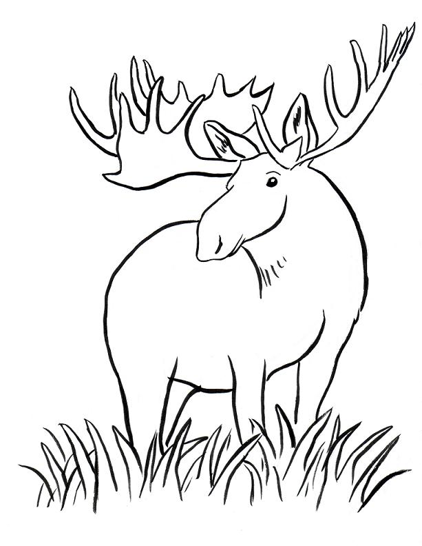 613x792 Moose Coloring Page - Moose Drawing