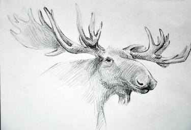 375x255 Moose Drawing - Moose Drawing