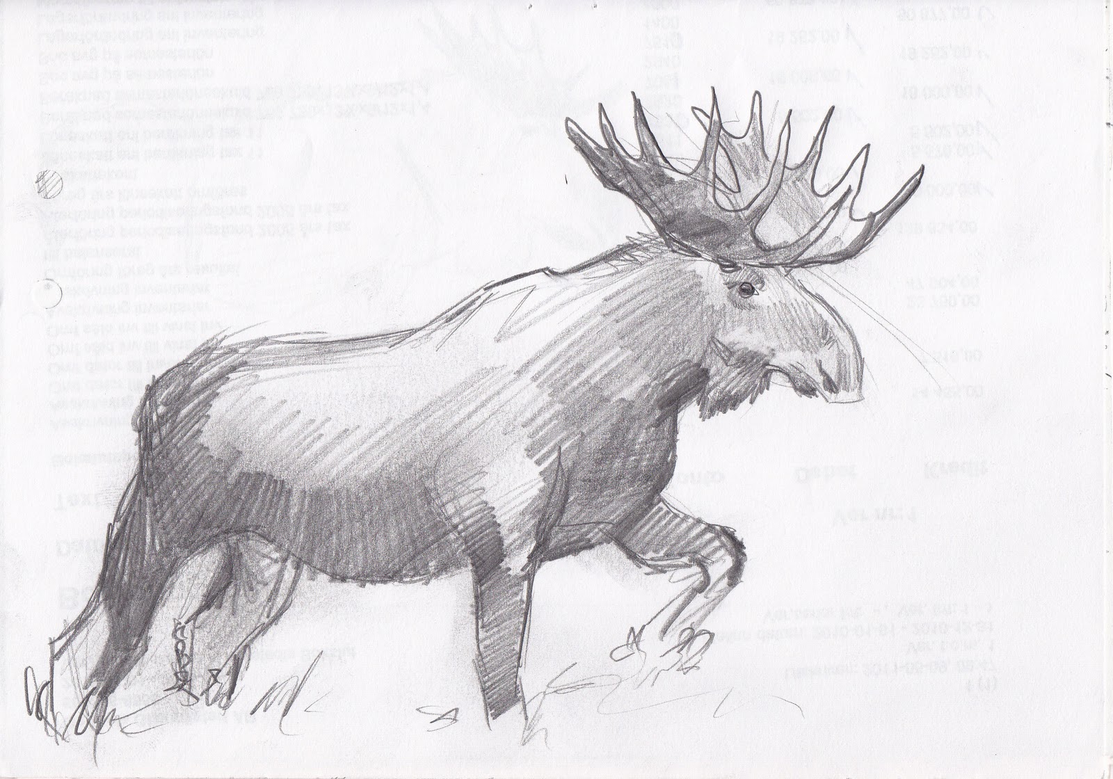 1600x1120 moose sketch drawing skill - Moose Drawing