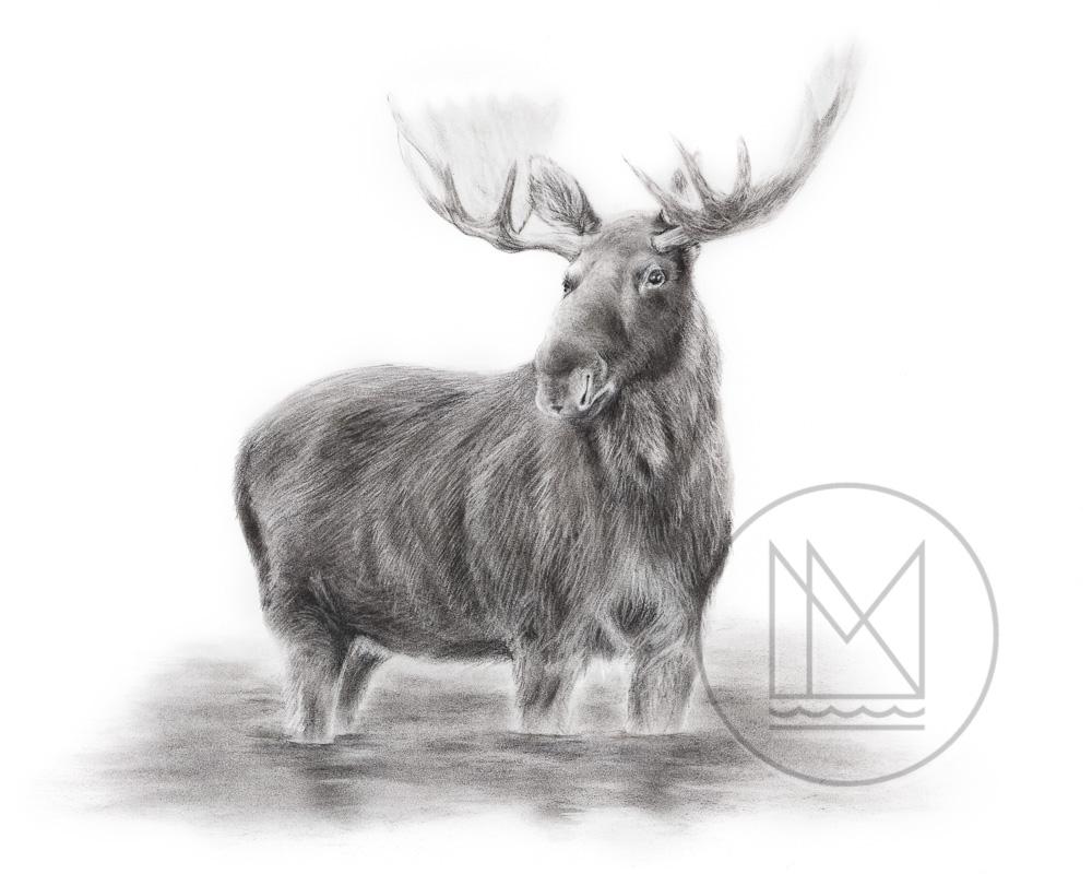 1000x800 Moose In Water Charcoal Drawing - Moose Drawing