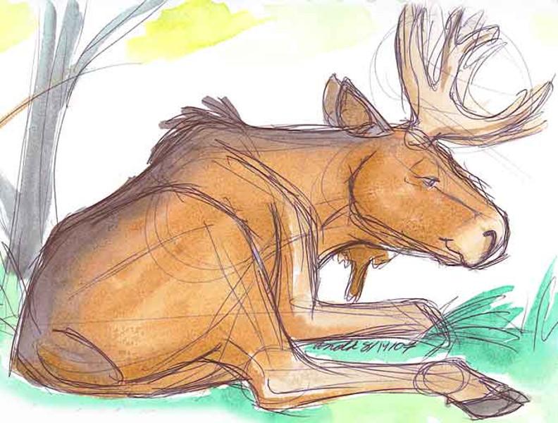 792x600 Bull Moose Nature Drawings Pictures Drawings Ideas For Kids - Moose Drawing For Kids