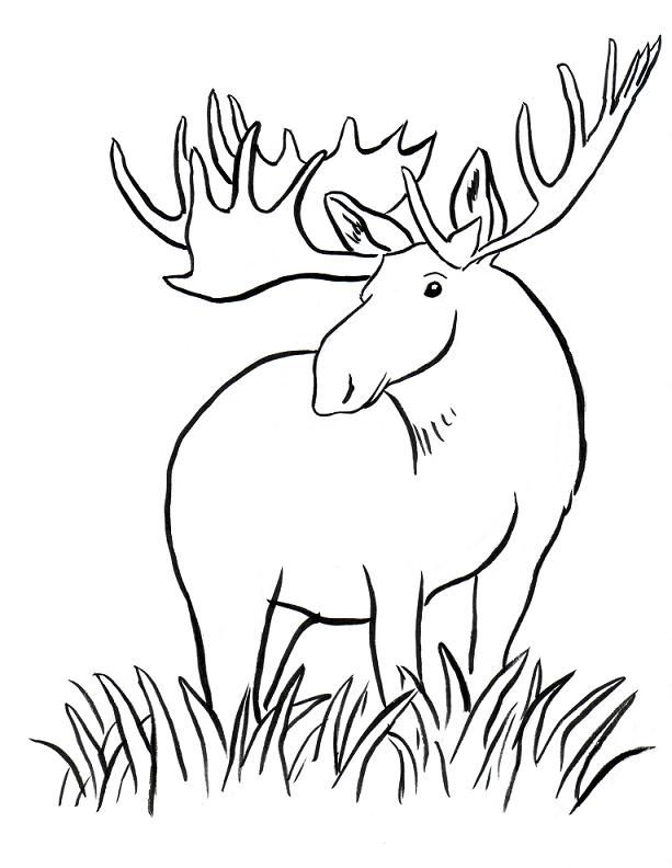 613x792 Moose Drawing - Moose Drawing For Kids