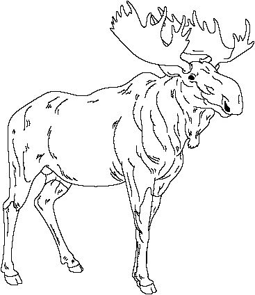 367x424 drawings of moose animal outline for moose illustration pictures - Moose Drawing Outline