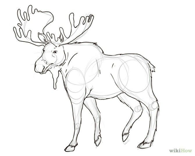 670x536 Moose - Moose Drawing Outline