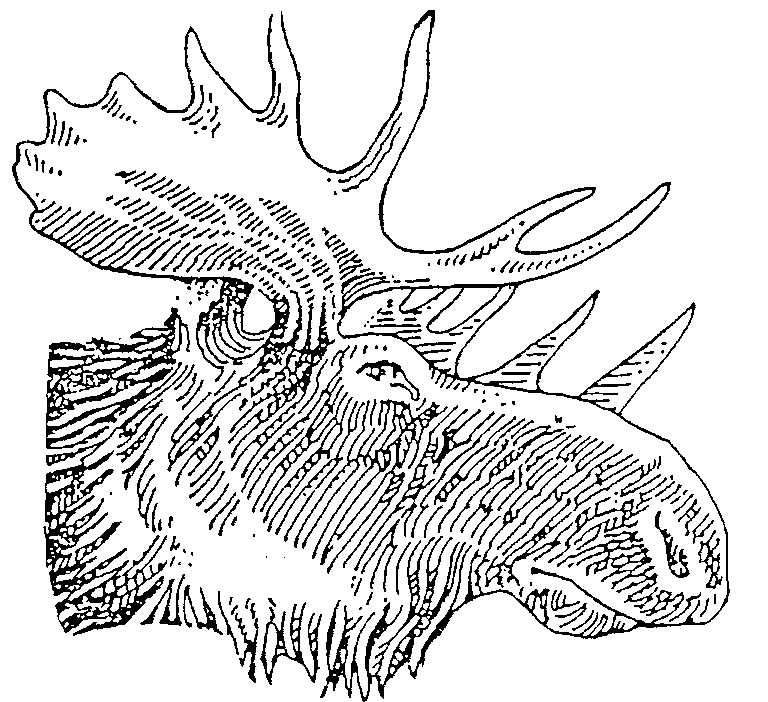 768x702 Moose Drawing Outline - Moose Drawing Outline