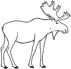 250x242 Moose Head Drawing Outline - Moose Drawing Outline