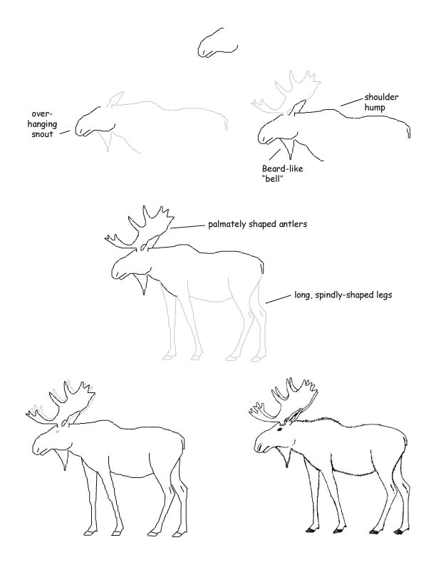 Moose Drawing Step By Step