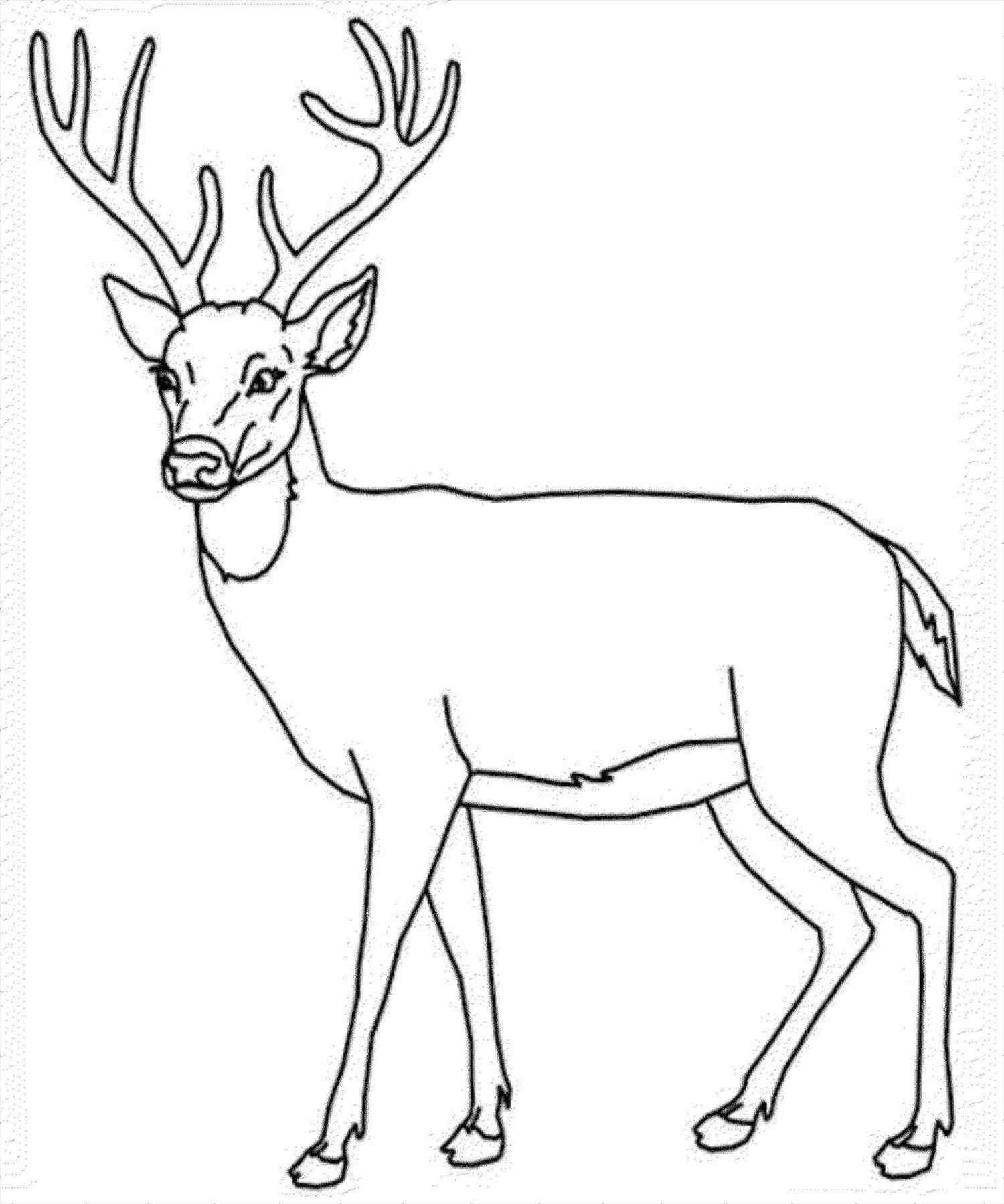 1500x1799 how to draw a moose new moose drawing step - Moose Drawing Step By Step