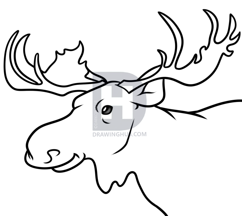 809x720 Moose Head Drawing Tutorial, Step - Moose Drawing Step By Step