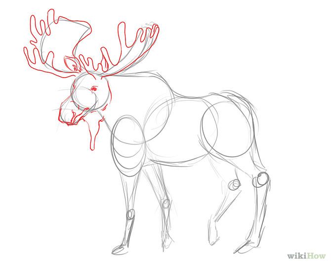 670x536 Moose Drawing Step - Moose Drawing Step By Step