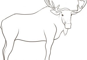 300x210 drawing of a moose moose head drawing tutorial, step - Moose Drawing Step By Step