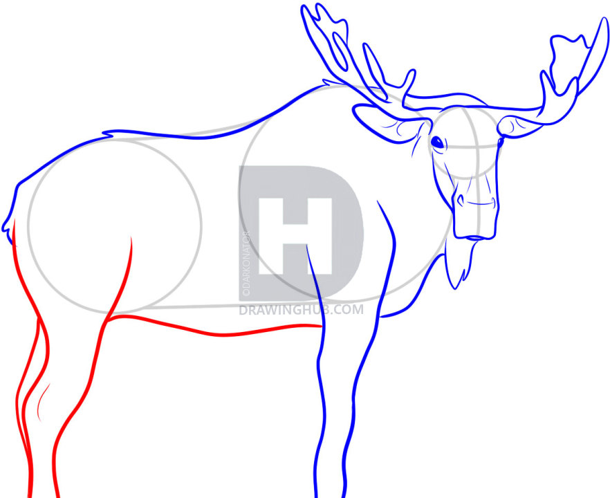 Moose Drawing Step By Step at PaintingValley.com | Explore collection