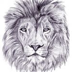 150x150 how to draw a lion face easy best of moose face drawing - Moose Face Drawing