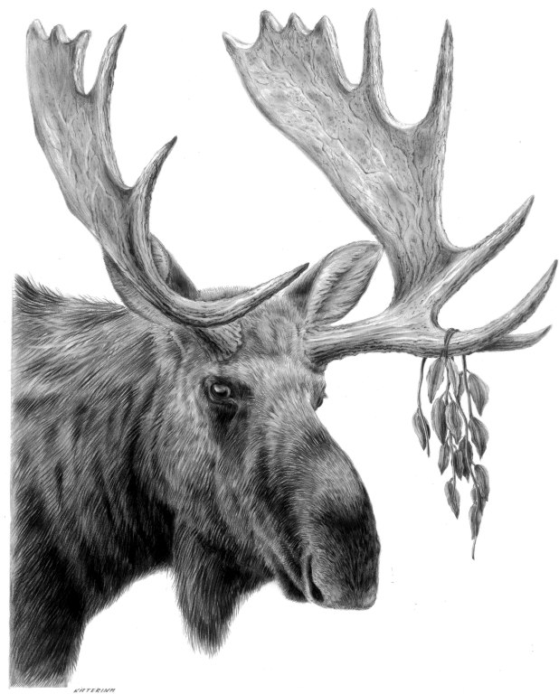Moose Face Drawing at Explore collection of Moose
