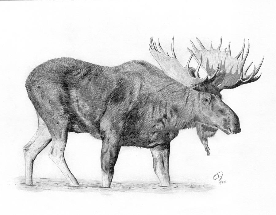 900x700 moose drawing pic drawing skill - Moose Face Drawing
