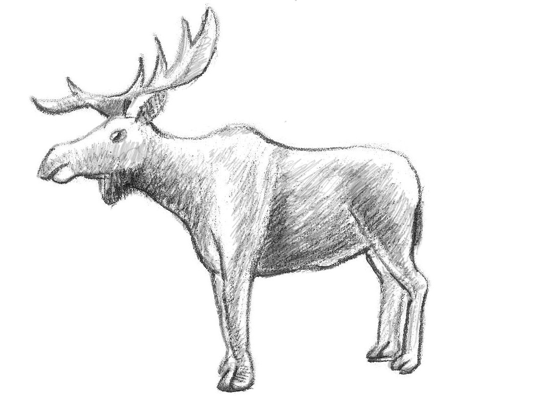 1092x846 How To Draw A Moose Head - Moose Head Drawing