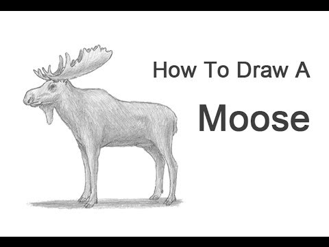 480x360 How To Draw A Moose - Moose Head Drawing