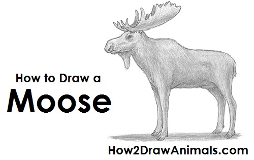 500x315 How To Draw A Moose - Moose Head Drawing