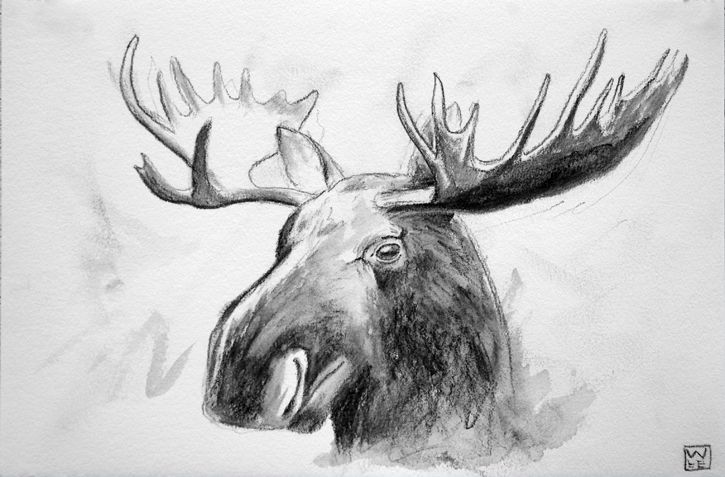 725x477 Huge Collection Of 'moose Head Drawing' Download More Than - Moose Head Drawing