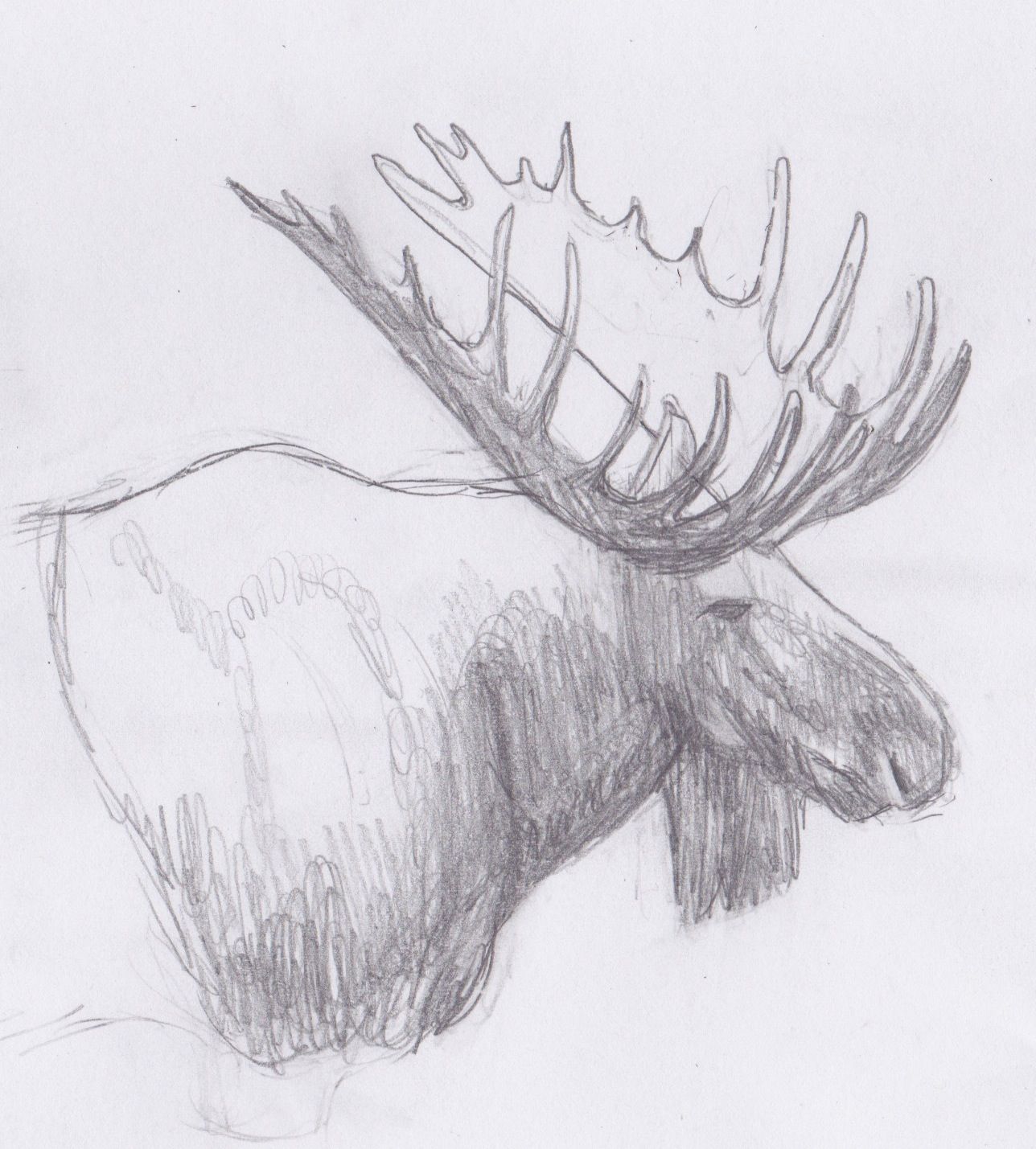 Moose Head Drawing at Explore collection of Moose