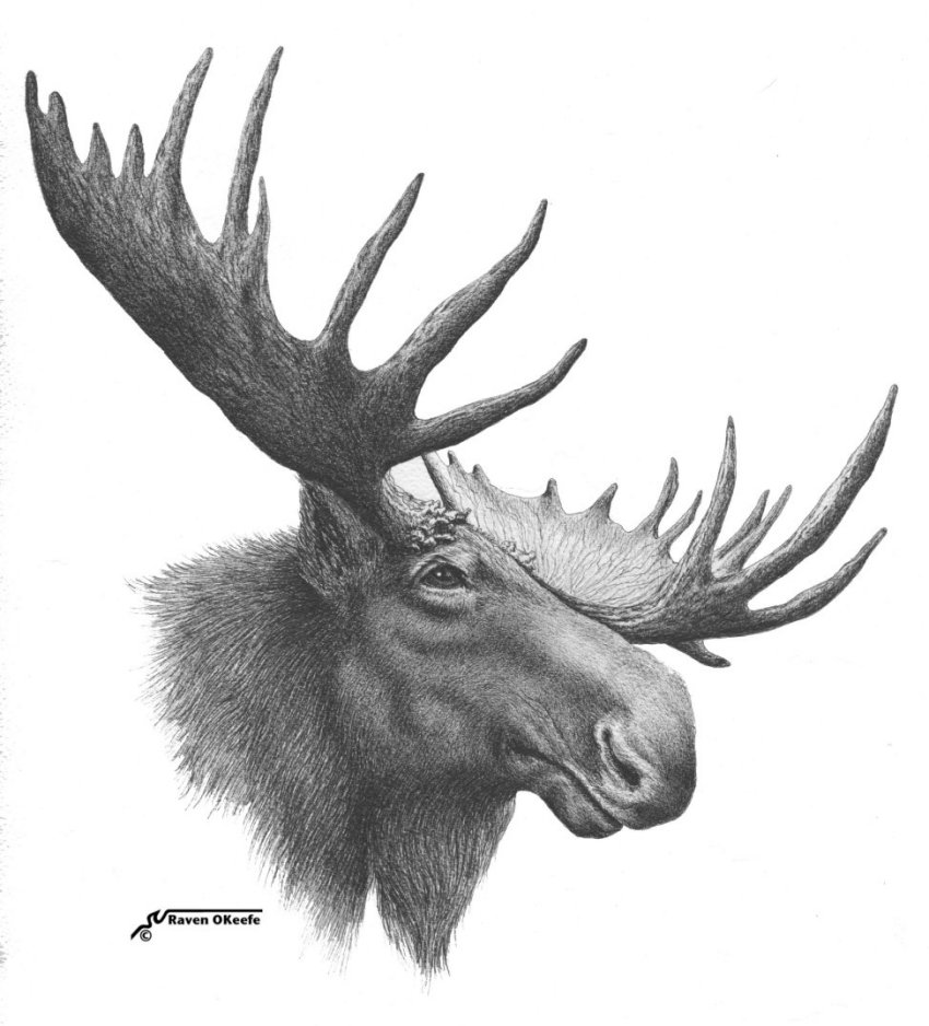 Moose Head Drawing