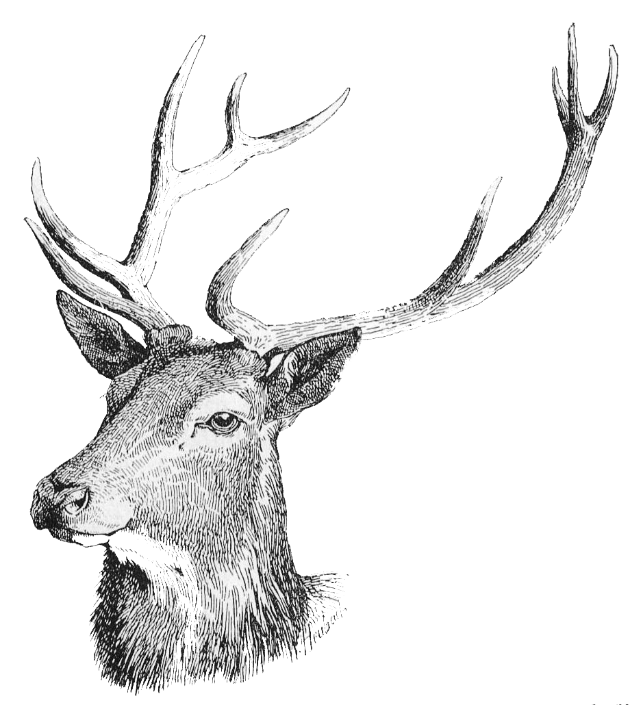 920x1030 drawing deer moose head huge freebie! download for powerpoint - Moose Head Drawing
