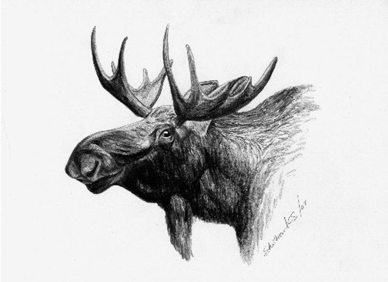 794x576 Moose Head Christmas Gift Limited Edition Print Black Etsy - Moose Head Drawing