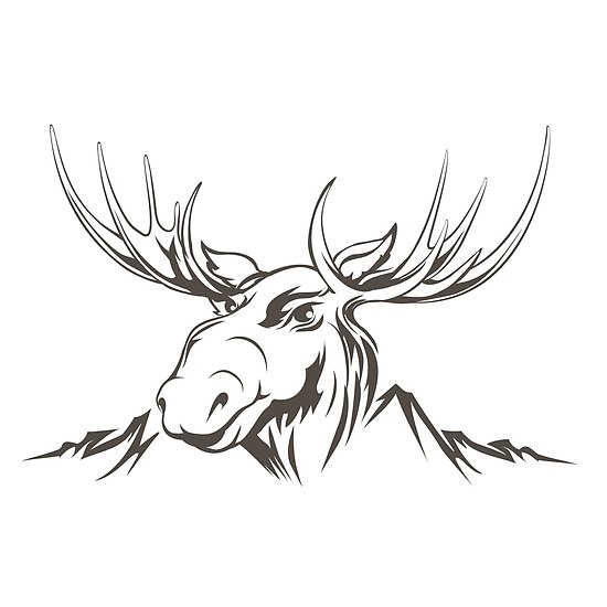 Moose Head Drawing at PaintingValley.com | Explore collection of Moose