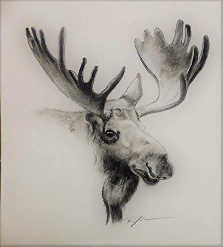 Moose Head Drawing at PaintingValley.com | Explore collection of Moose ...